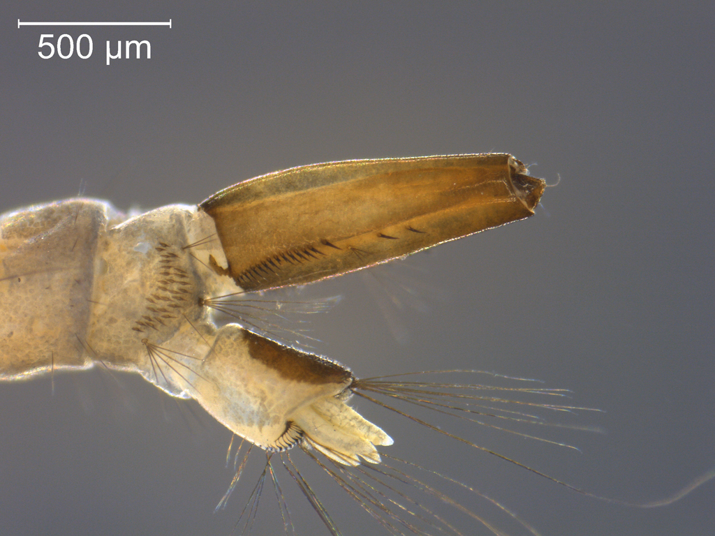 Ochlerotatus cataphylla